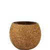 Coconut Cup